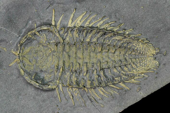 Pyritized Triarthrus Trilobite With Appendages - New York #164298